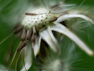 close up of dandelion
