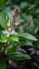 inflorescences of blossoming great basil Ocimum basilicum.