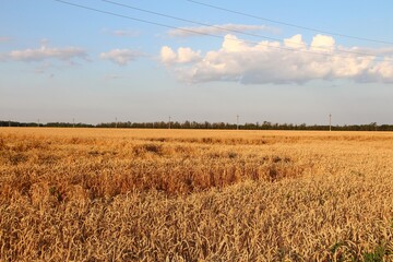 Ripe wheat field at sunset