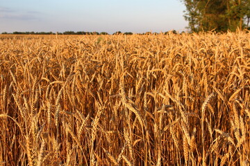Golden ears of a wheat illuminated by the evening sun