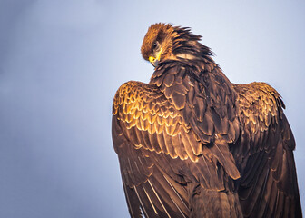 Royal look of Black Kite 