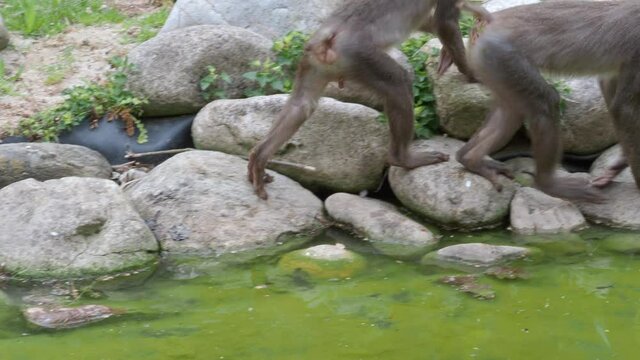 Young drill monkey looking for food on the water surface, Mandrillus leucophaeus
