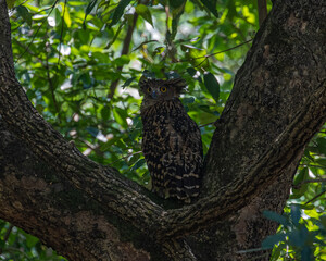 Tawny fish owl eye contact
