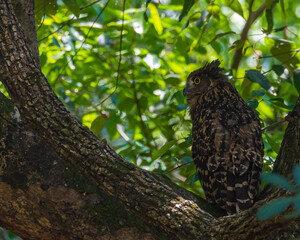 Tawny fish Owl resting on a tree