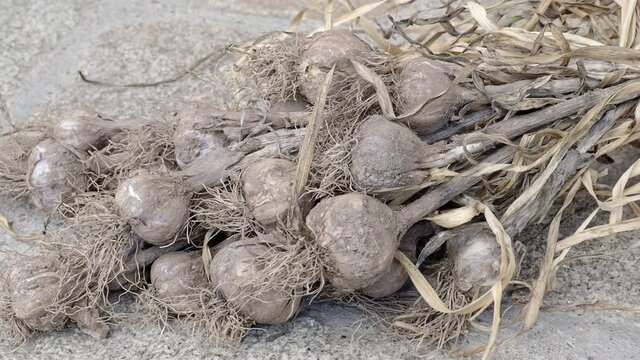 Harvesting garlic in the garden. Dirty garlic dried in bunches. A bunch of garlic heads.