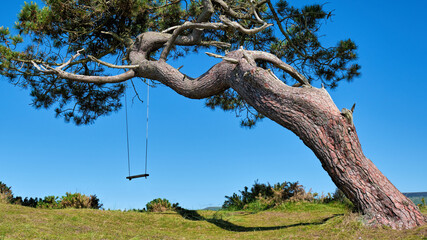 Tree and tree swing against a clear blue sky