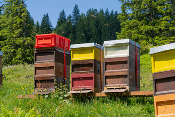 colorful beehives with busy bees on a blooming spring meadow in the Allgaeu Alps above the village...
