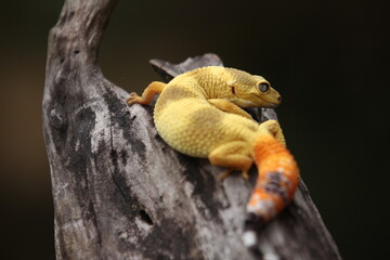 Leopard gecko is a ground-dwelling lizard native to the rocky dry grassland and desert regions of Afghanistan, Iran, Pakistan, India, and Nepal. 
