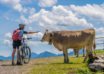 nice senior woman with mountain bike in conversation with a  curious milk cow in the Allgaeu...