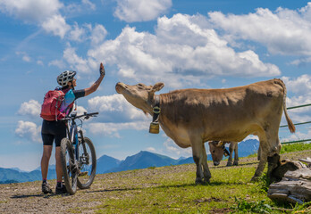 nice senior woman with mountain bike in conversation with a  curious milk cow in the Allgaeu...