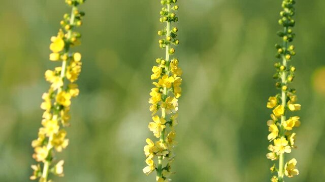 Yellow flower of agrimony, Agrimonia eupatoria