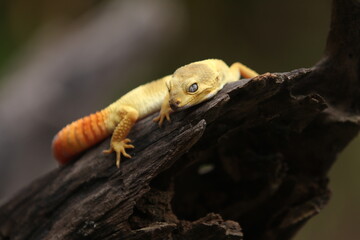 Leopard gecko is a ground-dwelling lizard native to the rocky dry grassland and desert regions of Afghanistan, Iran, Pakistan, India, and Nepal. 
