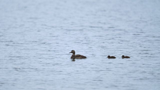 Eider duck with ducklings