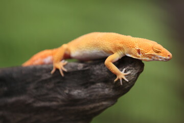 Leopard gecko is a ground-dwelling lizard native to the rocky dry grassland and desert regions of Afghanistan, Iran, Pakistan, India, and Nepal. 