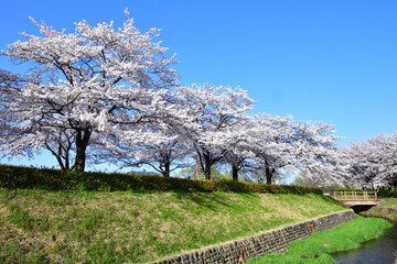 桜並木
