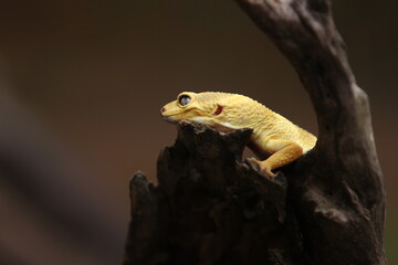 Leopard gecko is a ground-dwelling lizard native to the rocky dry grassland and desert regions of Afghanistan, Iran, Pakistan, India, and Nepal. 