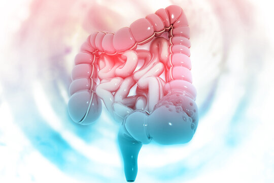 Human colon on scientific background. 3d illustration