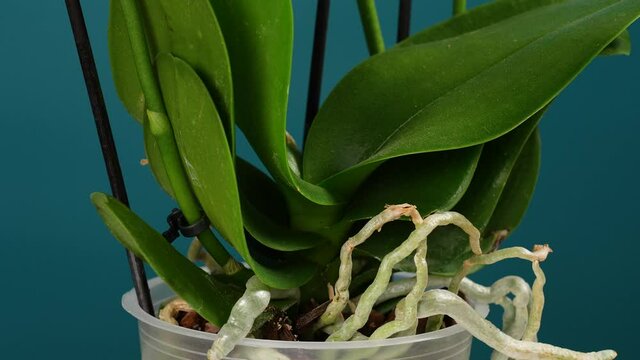4k video of transparent flower pot with brown bark and wet green roots of orchid flower inside of it. Many air roots of phalaenopsis hanging out of flowerpot. Woman puts inside of pot label "Orchids"