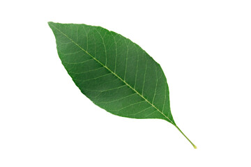 large green leaf plant isolate
