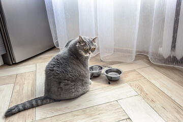 fat cat sits in front of an empty bowl and waits for food