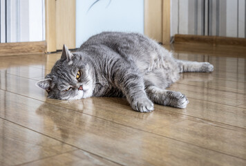 fat British cat is lying on the floor and peeping