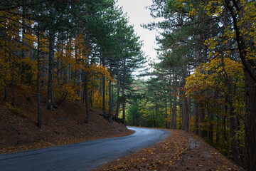 Autumn forest road. An empty, lonely landscape. Asphalt road serpentine in a mountainous area. Beautiful autumn landscape with tall pine, deciduous trees. The concept of silence, tranquility, travel