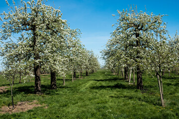 Orchard with flowering pears