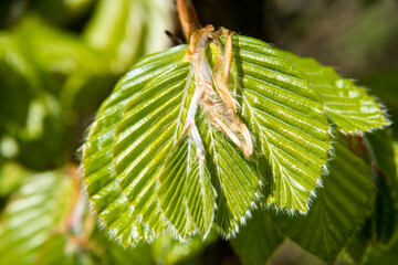 Fresh new leaves of Fagus sylvatica or beech