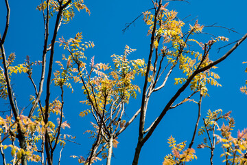 Fresh growth of the ornamental tree Koelreuteria paniculata