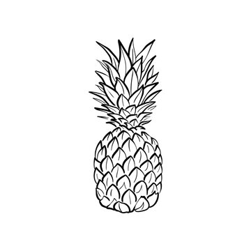 Pineapple Line vector illustration. Detailed Food icon for mobile concept, print, menu, and web apps. For for restaurant, bar, vegan, healthy and organic food, market, farmers market.