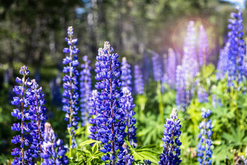 beautiful lupin flowers grow in the forest thicket