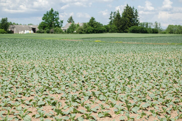 New cabbage grows in the furrows of the field.