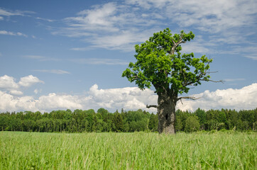 Fototapeta na wymiar Small but thick oak in sunny summer day, Latvia.