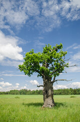 Small but thick oak in sunny summer day, Latvia.