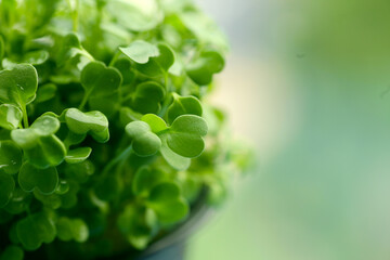 Fresh micro greens arugula close up.