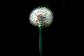 Dandelion with green stalk on black background