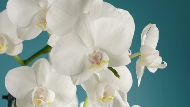 Close-up view 4k stock video footage of beautiful blooming with white fresh flowers tropical orchid phalaenopsis houseplant isolated on blue wall background