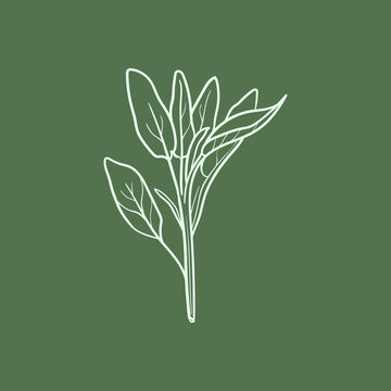 white outline sage plant on green clip art preview