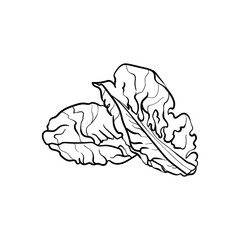 Lettuce Line vector illustration. Detailed Food icon for mobile concept, print, menu, and web apps. For for restaurant, bar, vegan, healthy and organic food, market, farmers market.