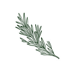 Rosemary Line vector illustration. Detailed Food icon for mobile concept, print, menu, and web apps. For for restaurant, bar, vegan, healthy and organic food, market, farmers market.