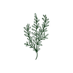 Thyme Line vector illustration. Detailed Food icon for mobile concept, print, menu, and web apps. For for restaurant, bar, vegan, healthy and organic food, market, farmers market.