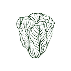 Fototapeta premium Romaine lettuce Line vector illustration. Detailed Food icon for mobile concept, print, menu, and web apps. For for restaurant, bar, vegan, healthy and organic food, market, farmers market.