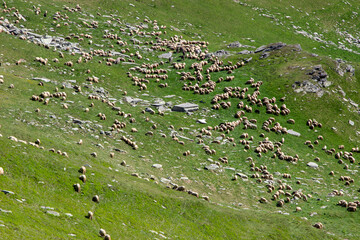 Flock of sheep