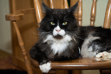 Maine Coon cat on a brown chair