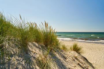 Fototapeta na wymiar Küste mit Düne und Schilf am Sandstrand der Ostsee