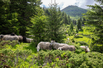 Flocks of sheep graze in the summer in the Ukrainian Carpathians Lysych mountain meadow, Marmara...