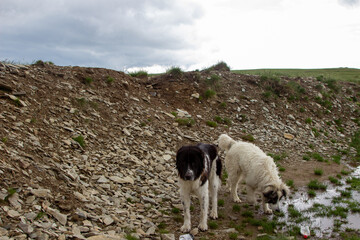 Dogs on the Transalpina in Romania