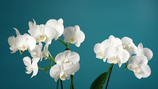Closeup view 4k stock video footage of beautiful blooming with white fresh flowers tropical orchid phalaenopsis houseplant isolated on blue wall background
