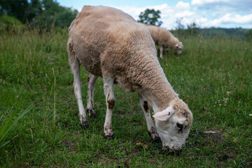 Naklejka na ściany i meble Lamb grazes in idyllic green grass meadow closeup animal profile portrait