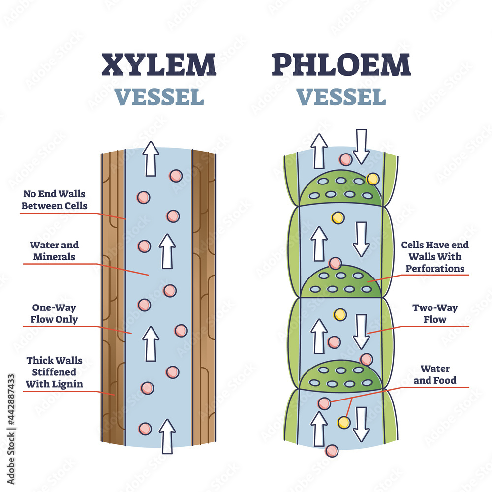 Poster xylem and phloem water and minerals transportation system outline diagram. educational labeled anato
